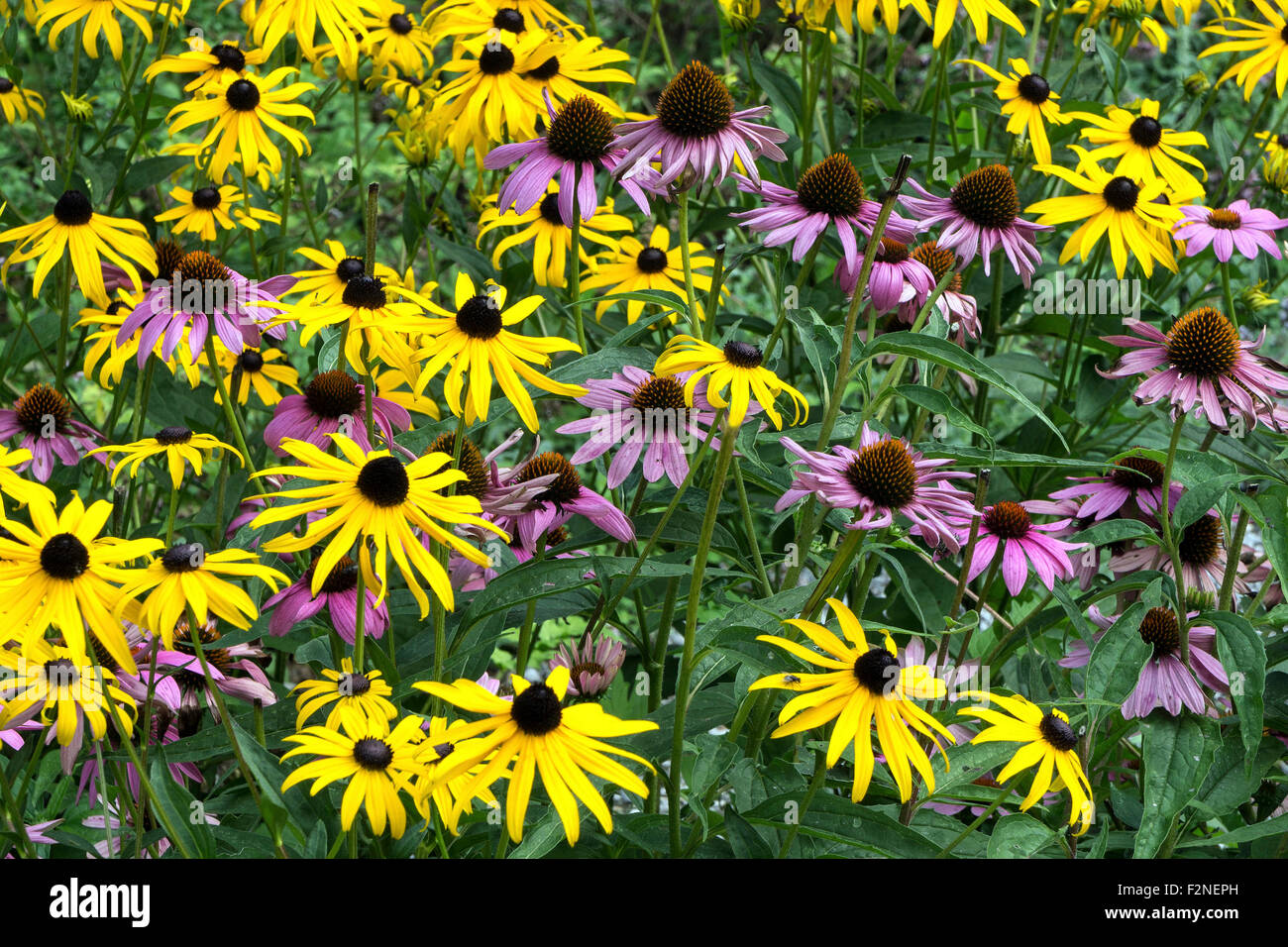 Orange coneflower (Rudbeckia fulgida) and purple coneflower (Echinacea
