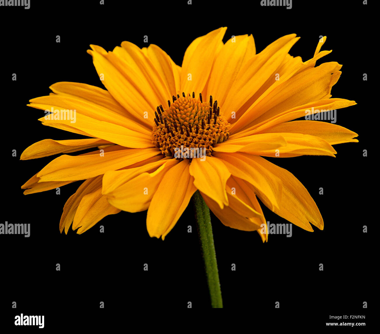Yellow daisy flower closeup isolated on black background Stock Photo