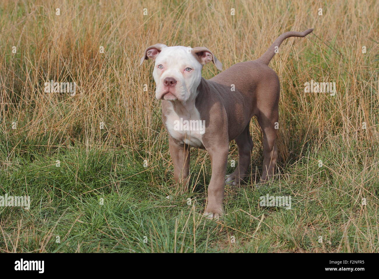 Old English Bulldog, puppy, 12 weeks old, standing in a meadow, Germany