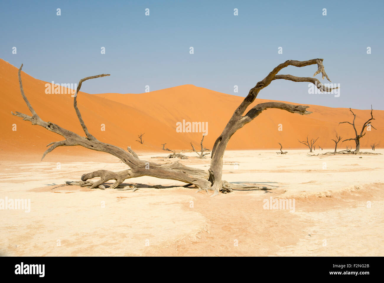 Dead camel thorn trees (Acacia erioloba) in Deadvlei, Sossusvlei, Namib Desert, Namibia Stock Photo