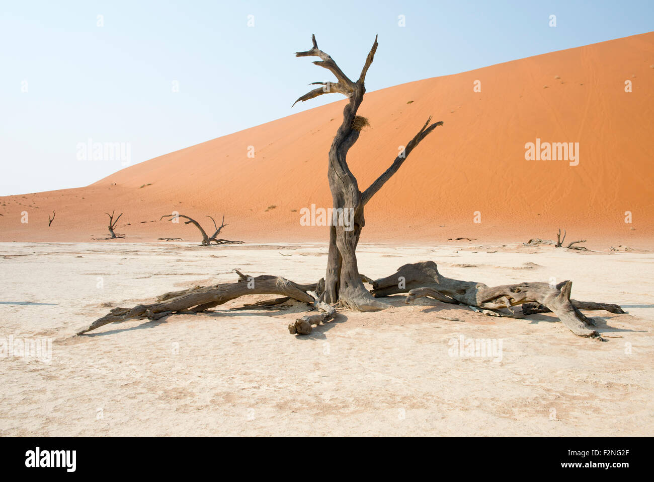 Dead camel thorn trees (Acacia erioloba) in Deadvlei, Sossusvlei, Namib Desert, Namibia Stock Photo