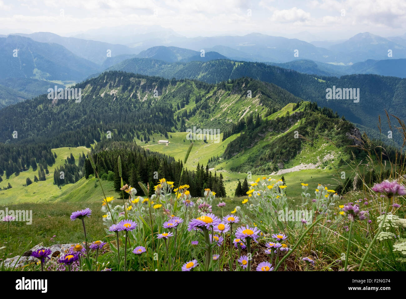 View from Hochgern mountain over Grundbach-Alm, Hasenpoint and Mansurfer, alpine aster (Aster alpinus) and shaggy hawkweed Stock Photo