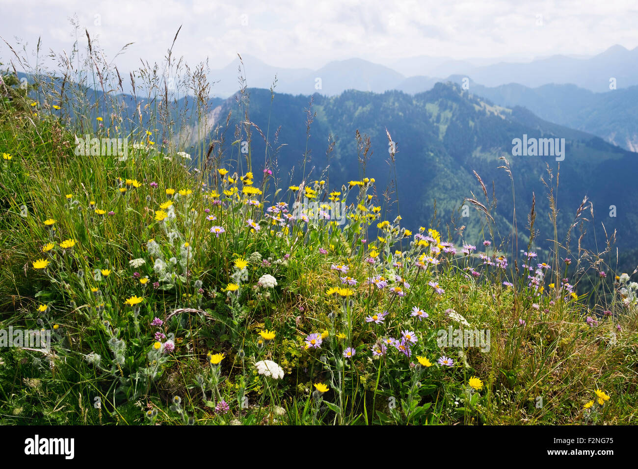 Mountain flower meadow on Hochgern, shaggy hawkweed (Hieracium villosum) and alpine aster (Aster alpinus), Chiemgau Alps Stock Photo