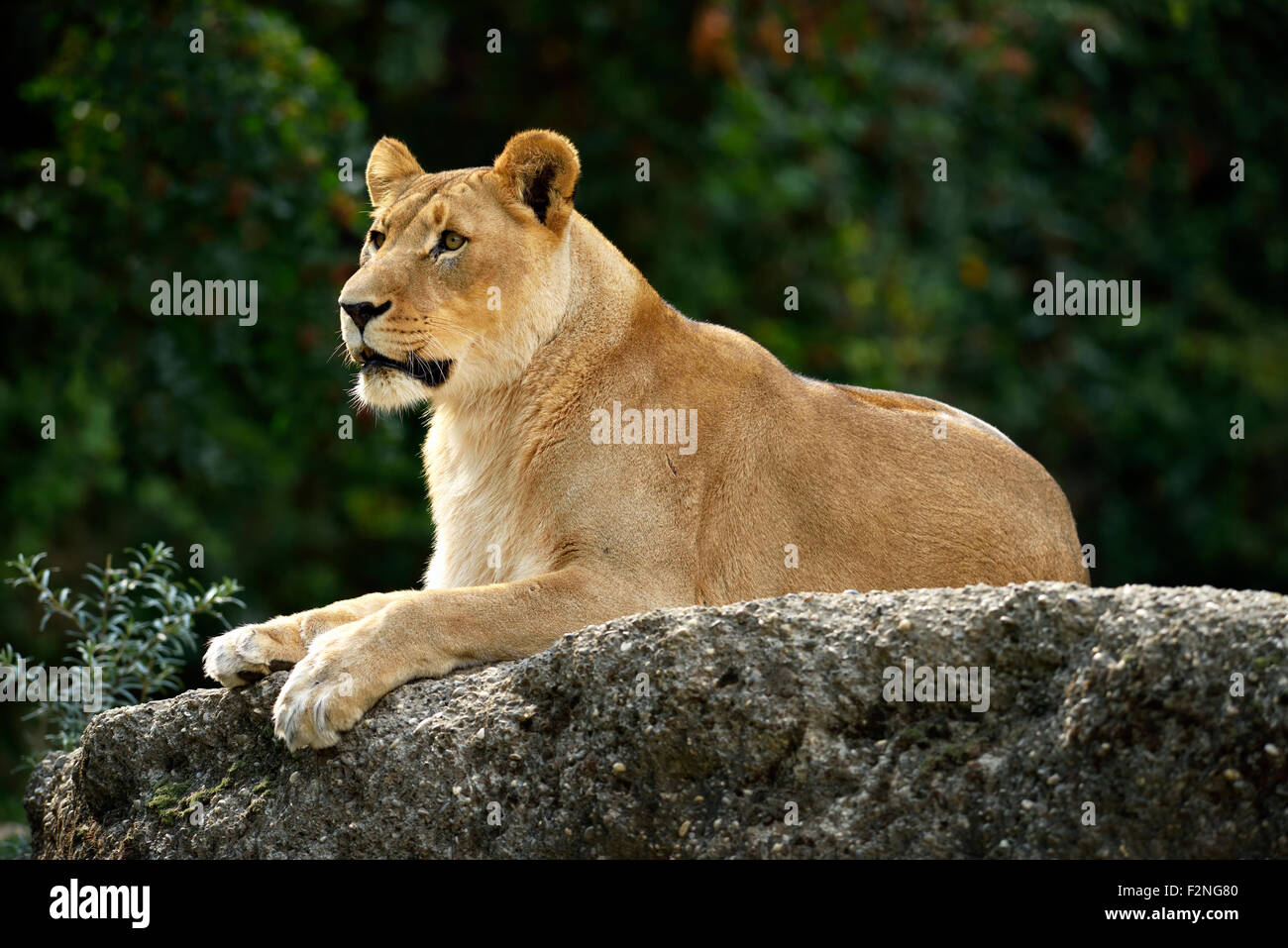 Lioness (Panthera leo), sitting on a rock, captive Stock Photo