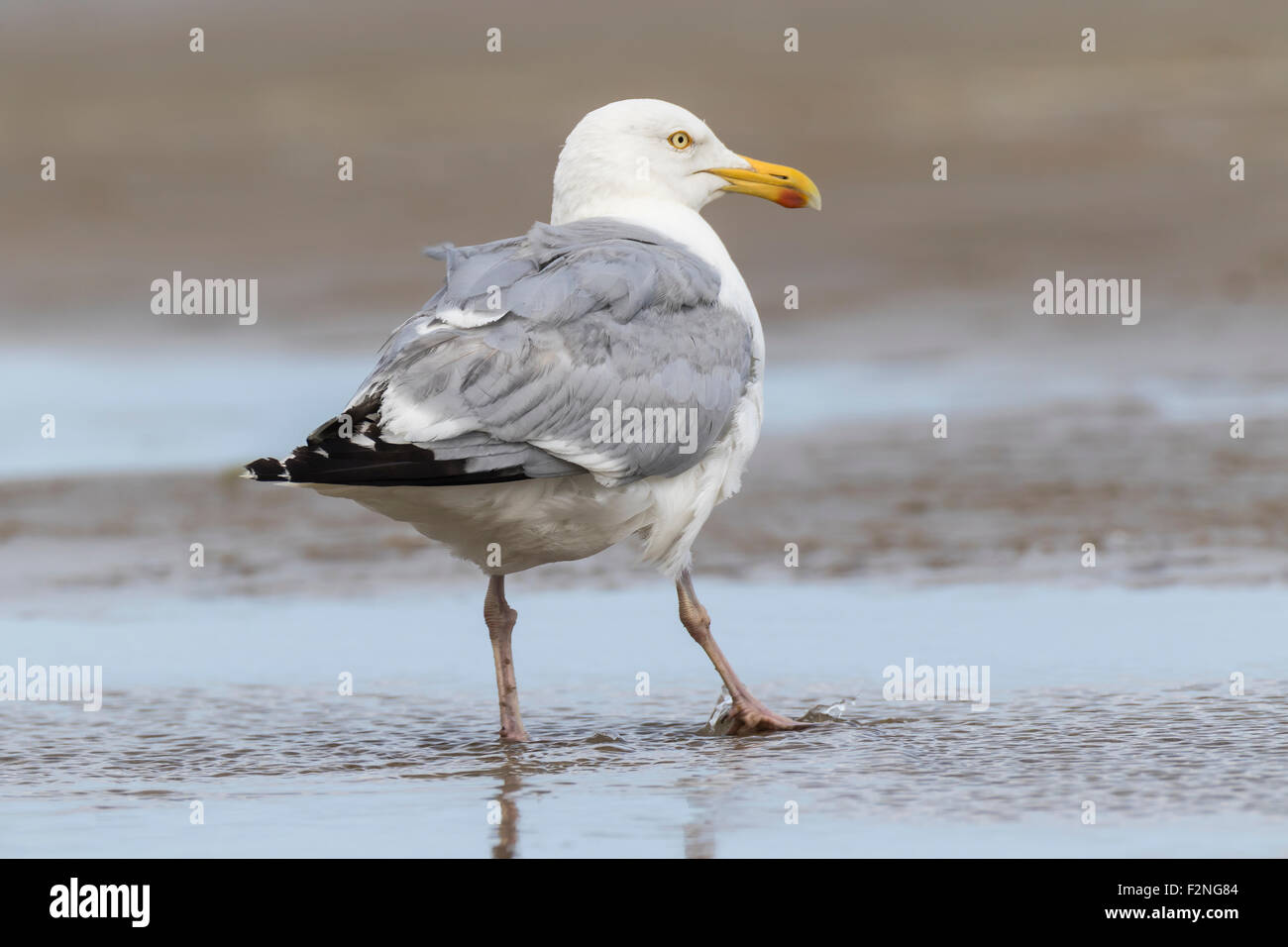 European herring gull (Larus argentatus), in shallow water, Texel, West Frisian Islands, Province of North Holland, Holland Stock Photo