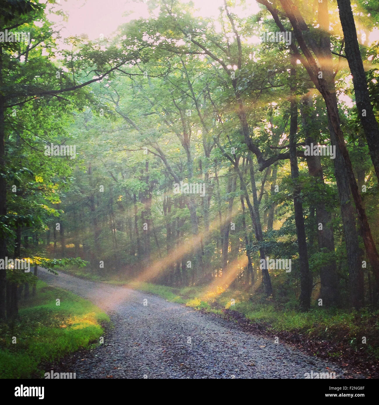 Sunlight through trees over rural dirt road - Smartphone Captured Stock Image