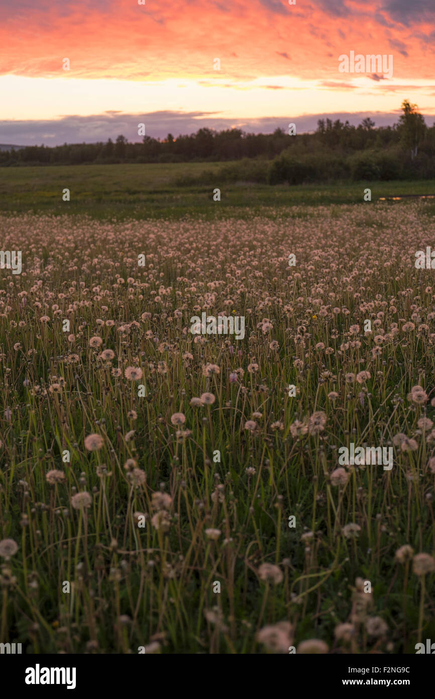 Tall weeds growing in rural field Stock Photo