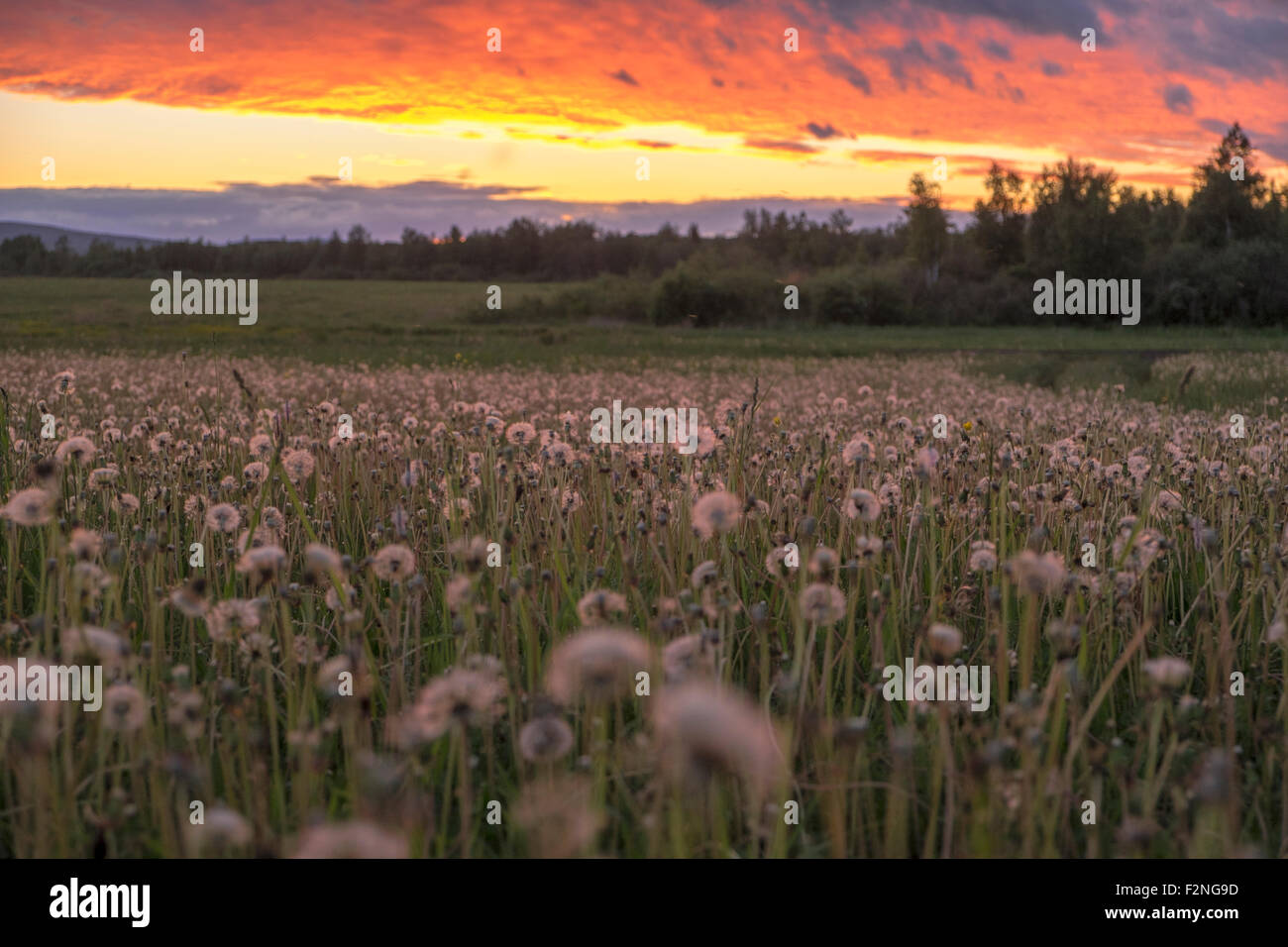 Tall weeds growing in rural field Stock Photo