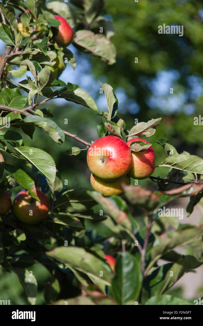 Ripe apples ready for picking, Surrey, Southern England, UK Stock Photo