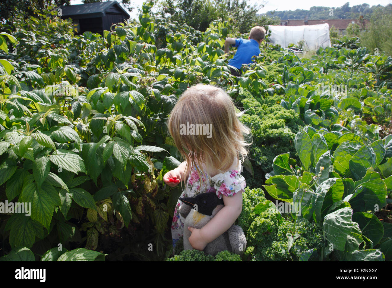 Little girl (2 years old) holding a cuddly toy and picking raspberries, with her brother (6 years old), at the allotment. Stock Photo