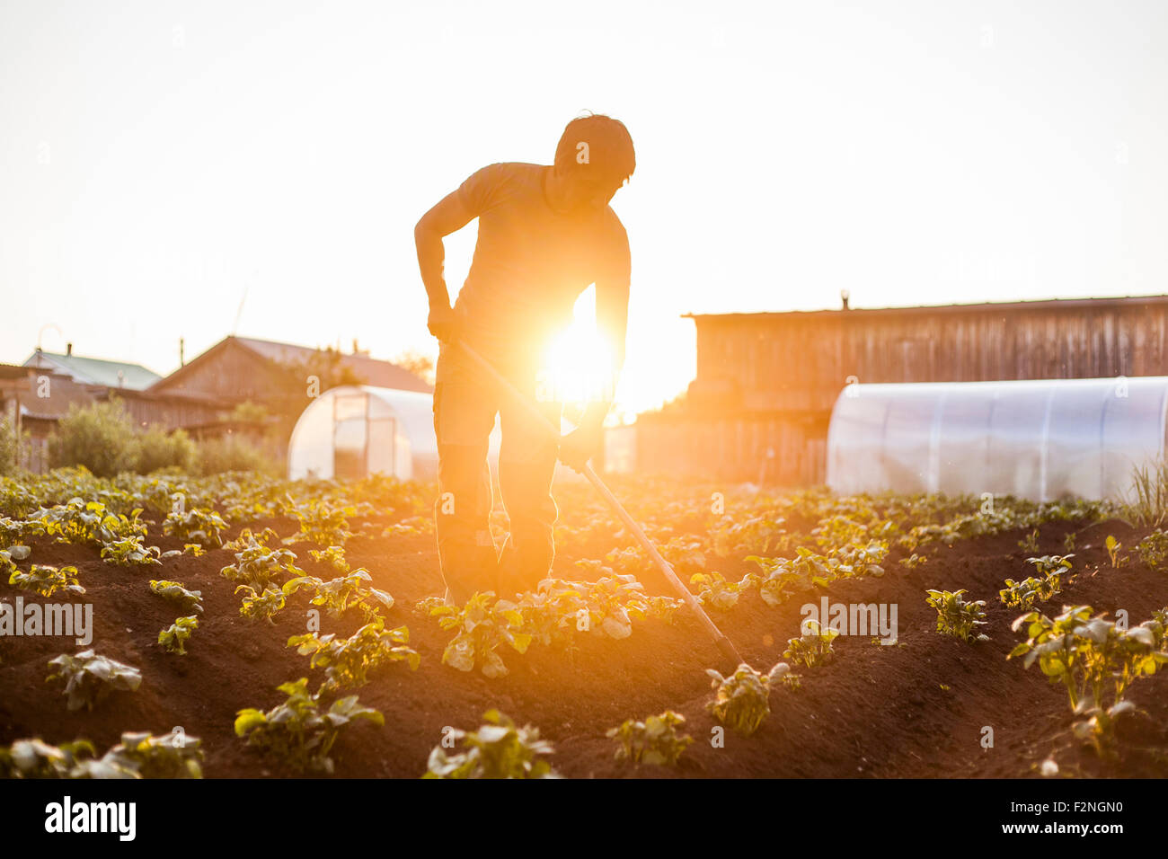 Mari farmer tending to crops in rural field Stock Photo