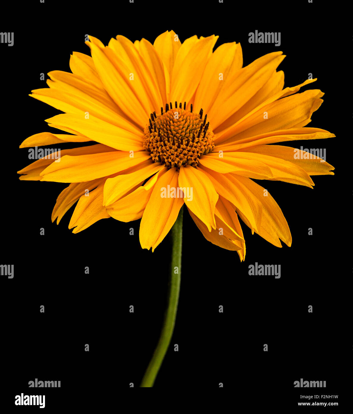Yellow daisy flower closeup isolated on black background Stock Photo