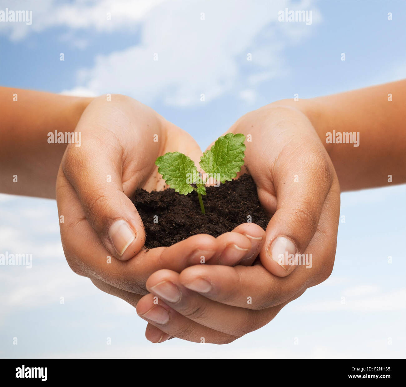 woman hands holding plant in soil Stock Photo - Alamy