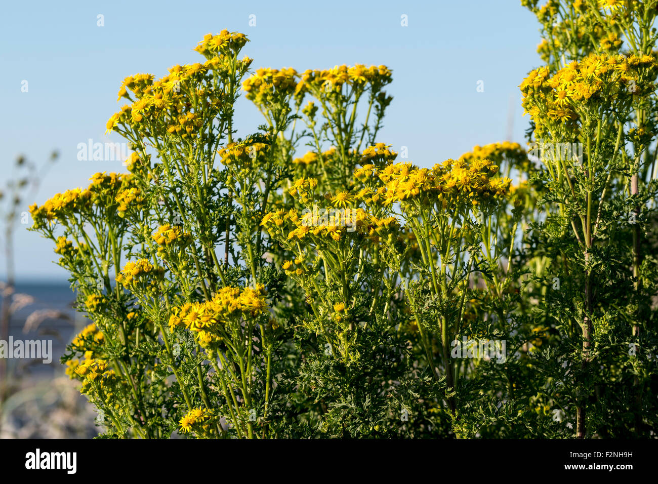 Common ragwort Senecio jacobaea Stock Photo - Alamy
