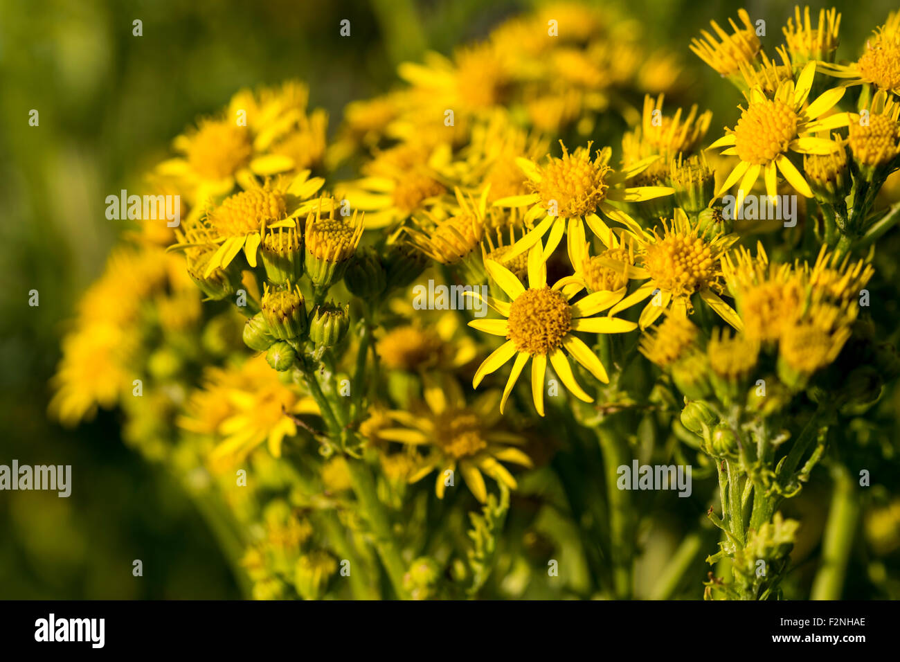 Common ragwort Senecio jacobaea Stock Photo - Alamy