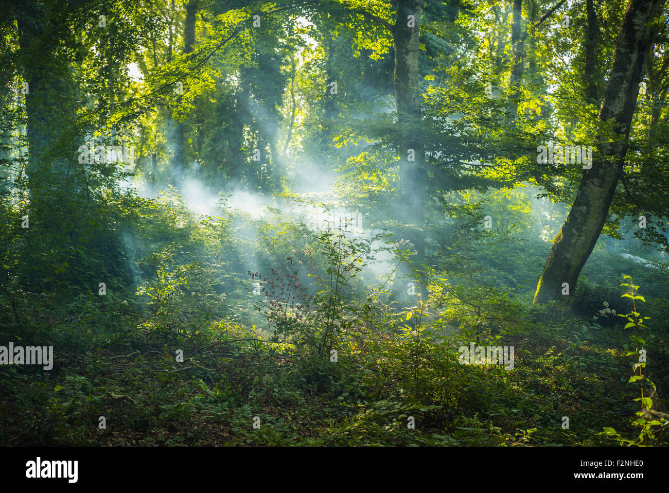 Sunbeams through tree branches in forest Stock Photo
