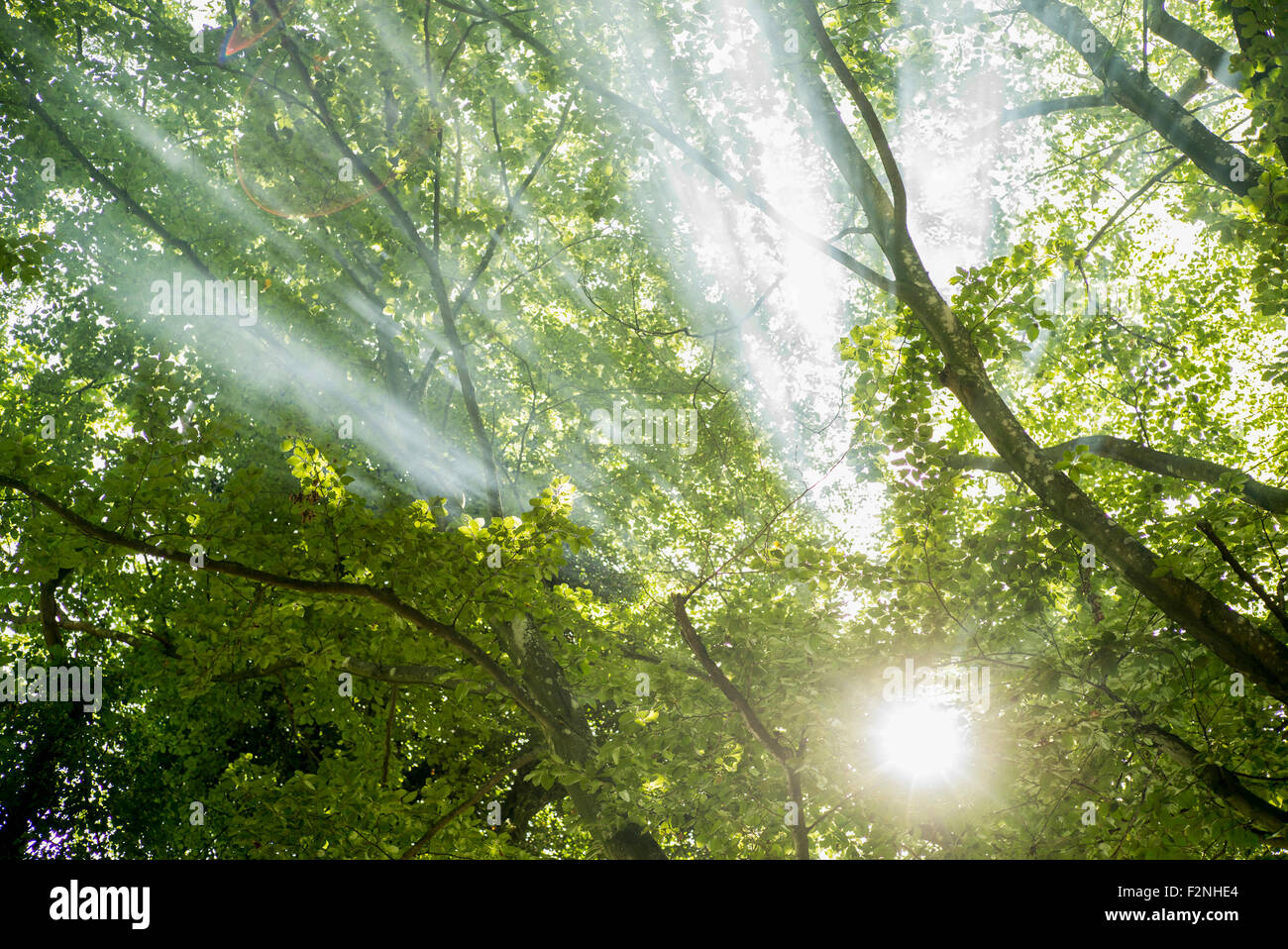 Sunbeams through tree branches in forest Stock Photo