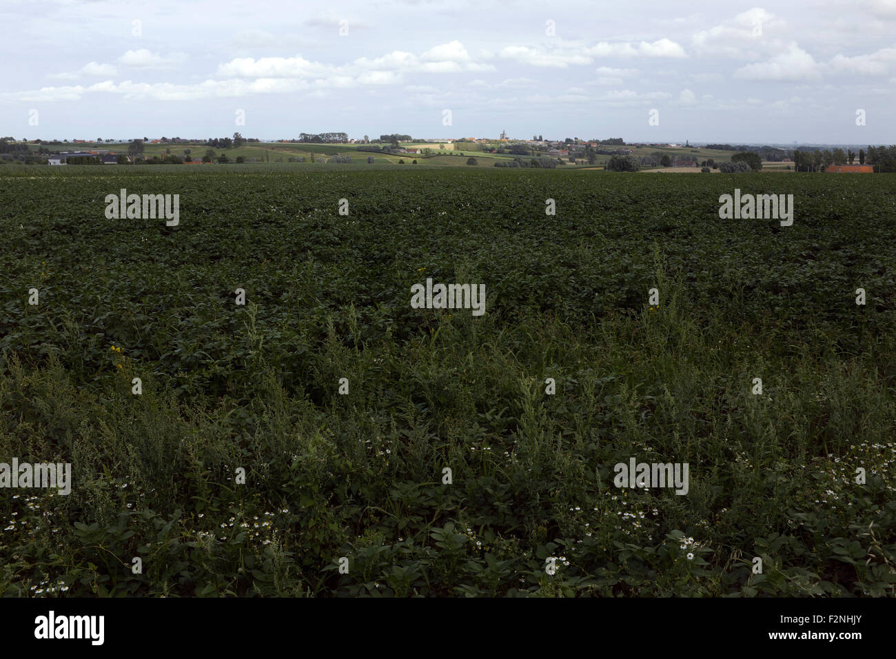 View towards Messines Church, (Mesen), Flanders, Belgium Stock Photo