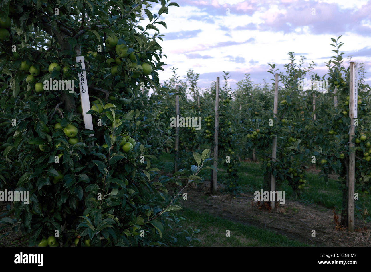Jonagold apples in an orchard near Poperinge, Flanders, Belgium Stock