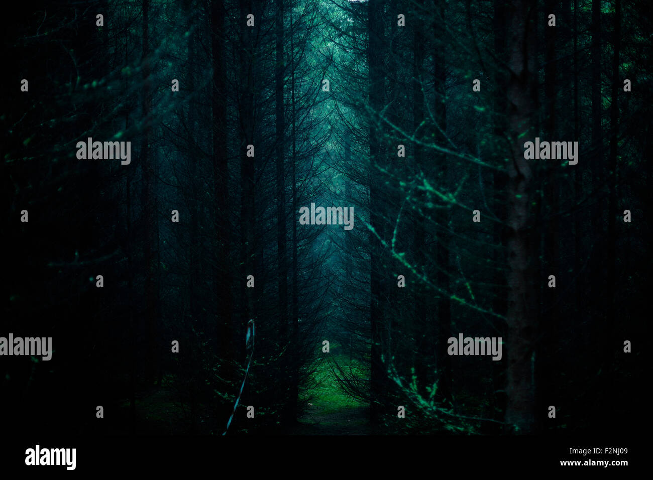 Sunlight through trees in dark forest Stock Photo - Alamy