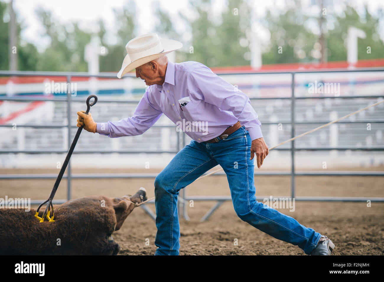 Caucasian cowboy branding cattle in rodeo Stock Photo