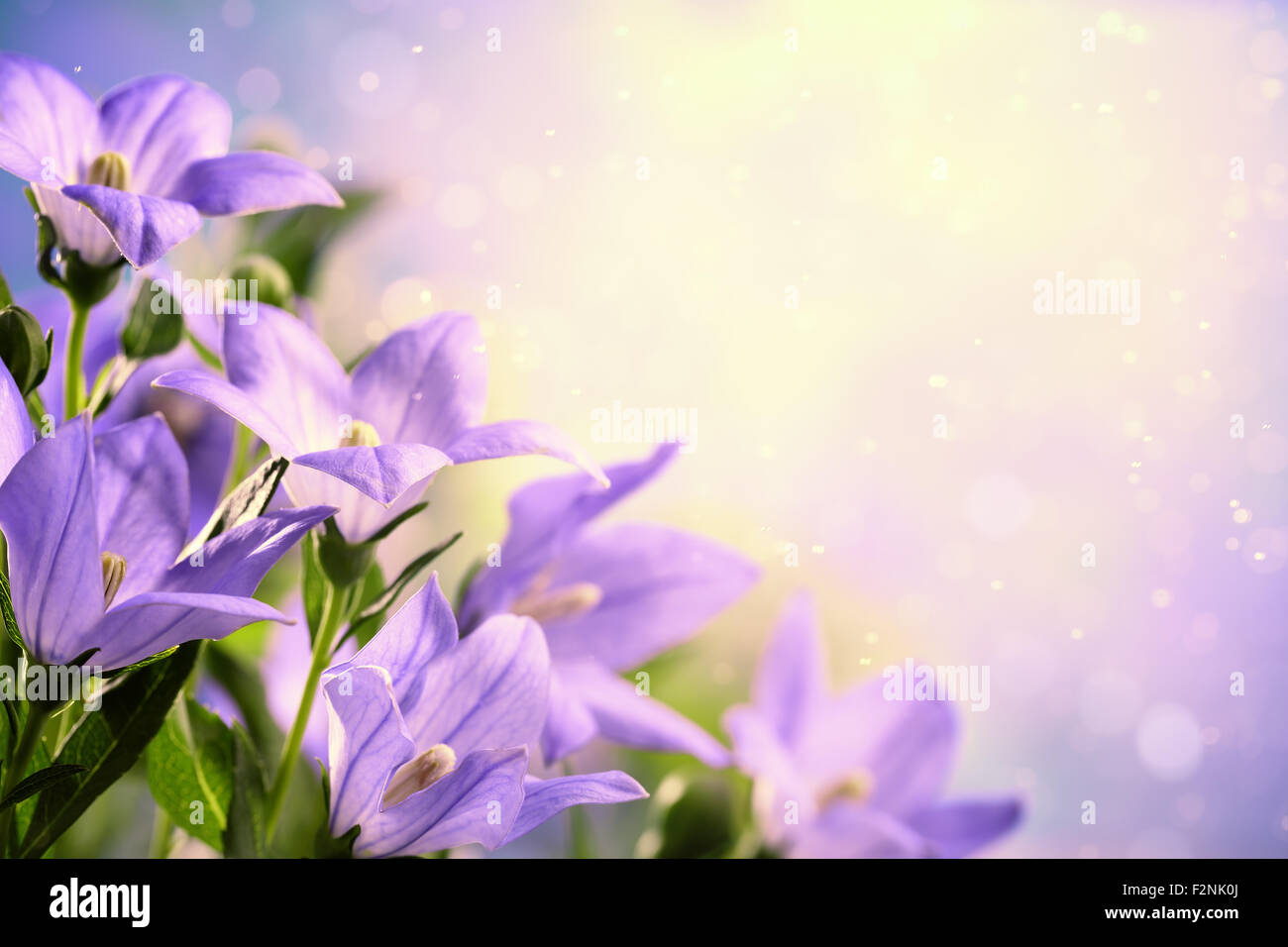 Closeup of purple flowers(Platycodon grandiflorus). Stock Photo