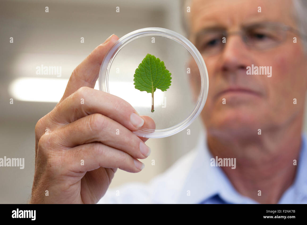 Caucasian scientist examining leaf in laboratory Stock Photo