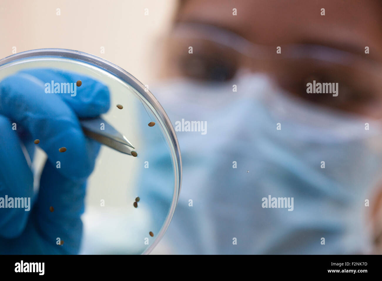 Mixed race scientist examining samples in laboratory Stock Photo