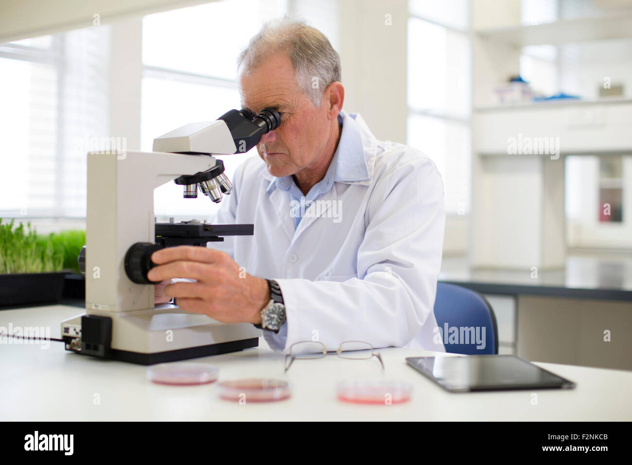 Caucasian scientist using microscope in laboratory Stock Photo