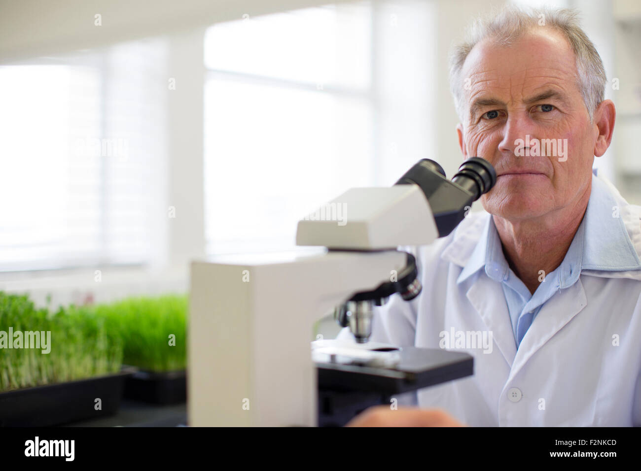 Caucasian scientist using microscope in laboratory Stock Photo