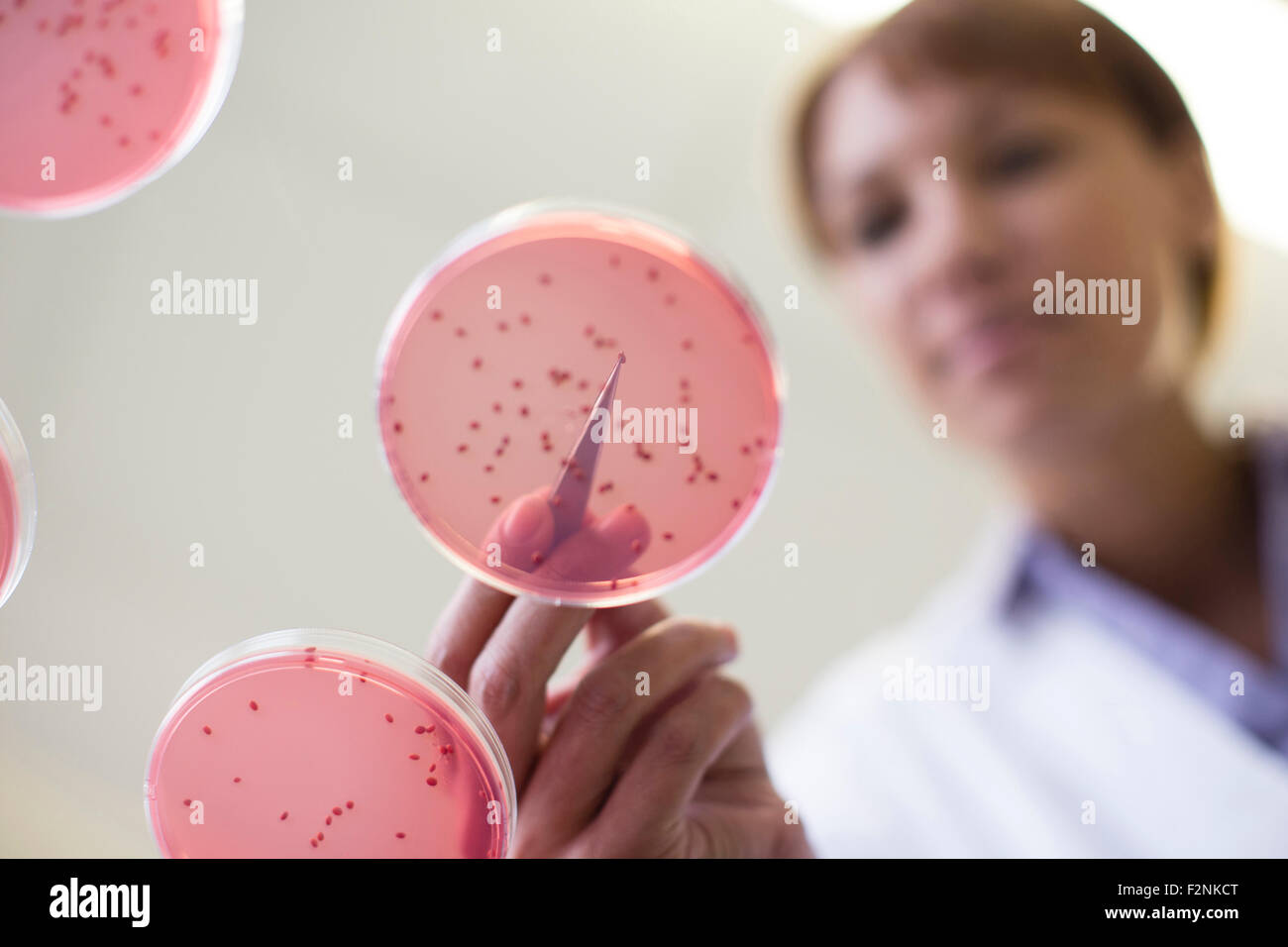 Mixed race scientist examining sample in laboratory Stock Photo