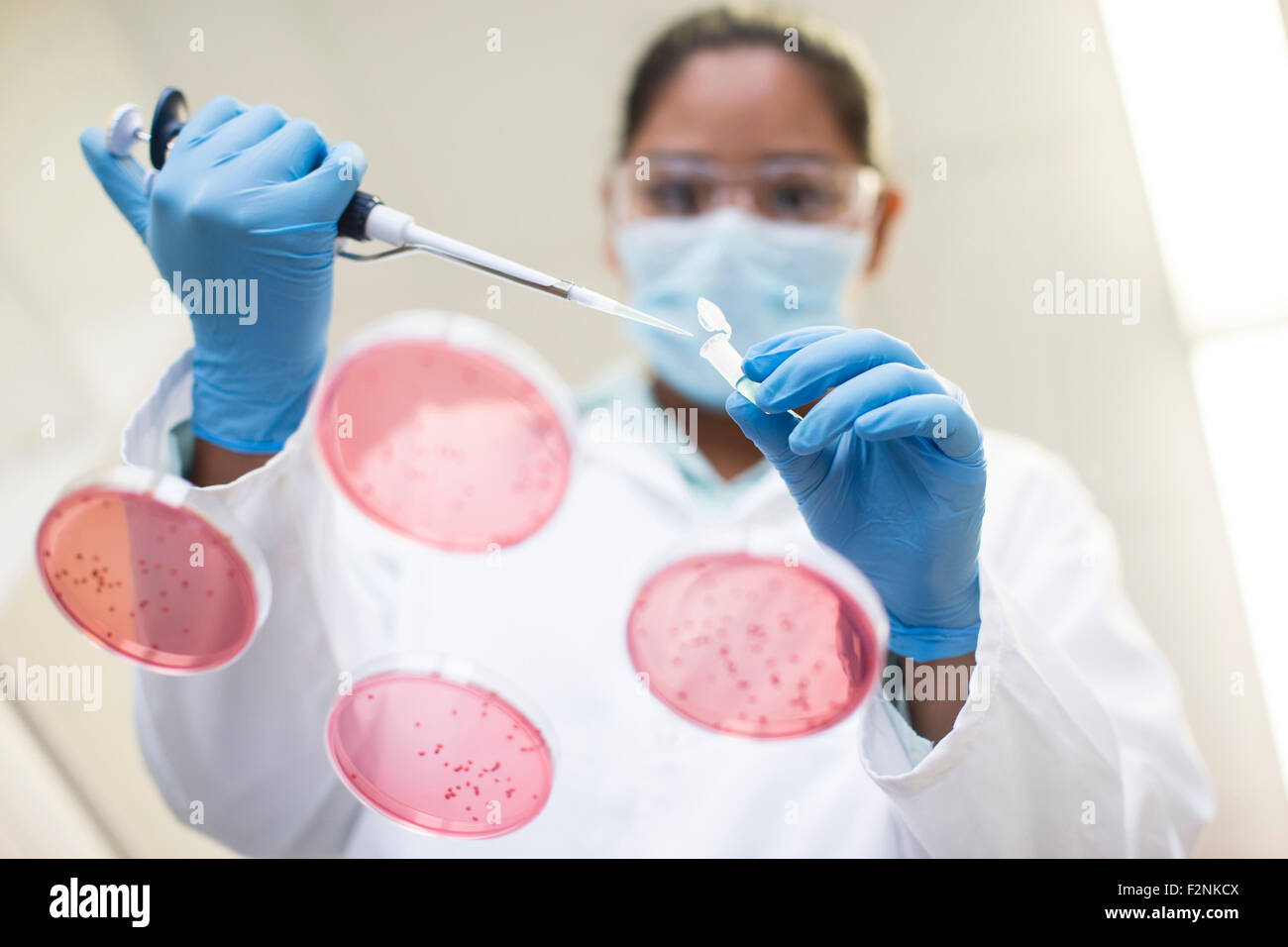 Mixed race scientist pipetting sample into test tube in laboratory Stock Photo