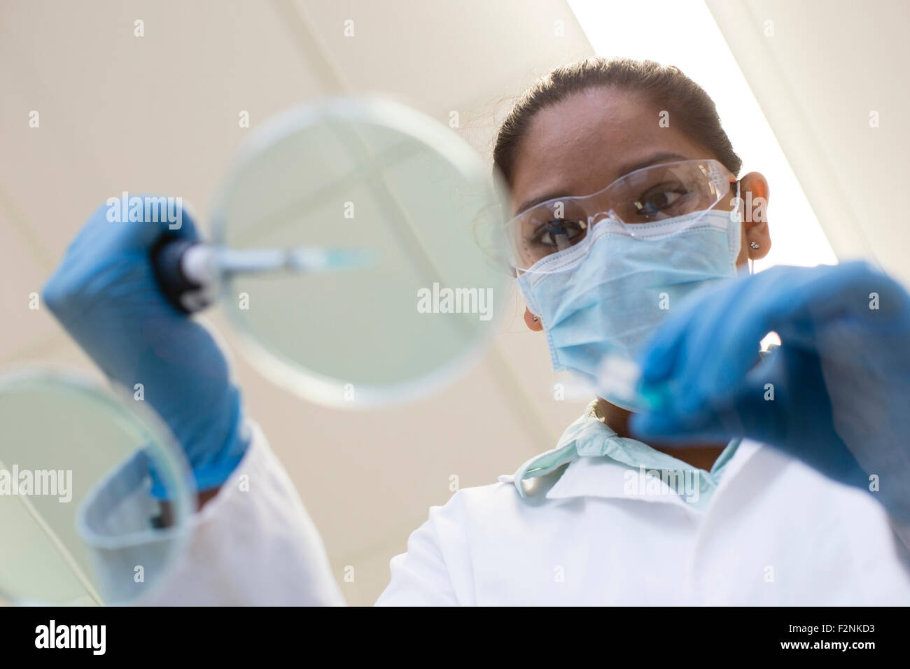 Mixed race scientist pipetting into sample in laboratory Stock Photo