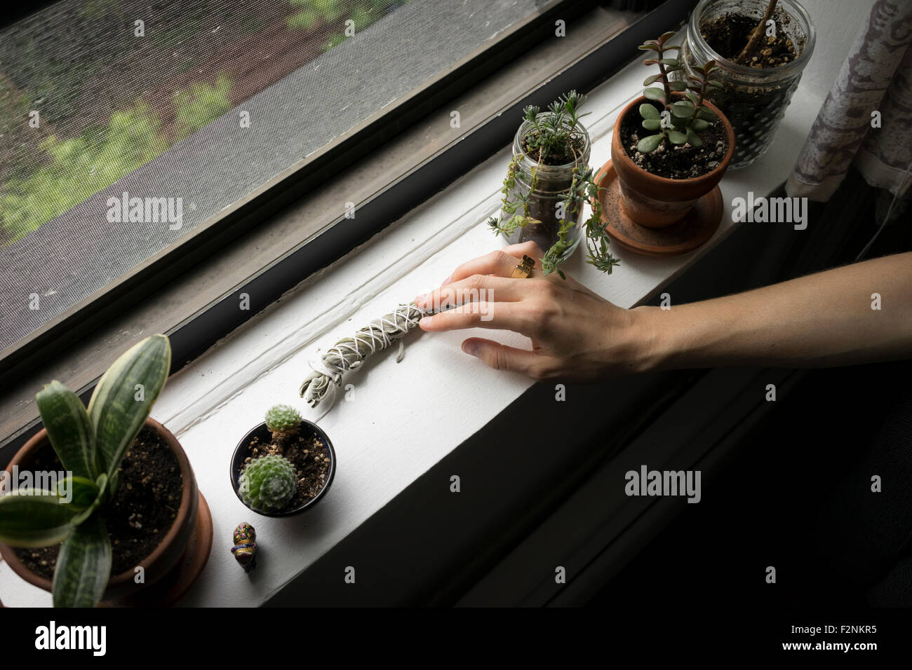 Close up of hand arranging plants in windowsill Stock Photo