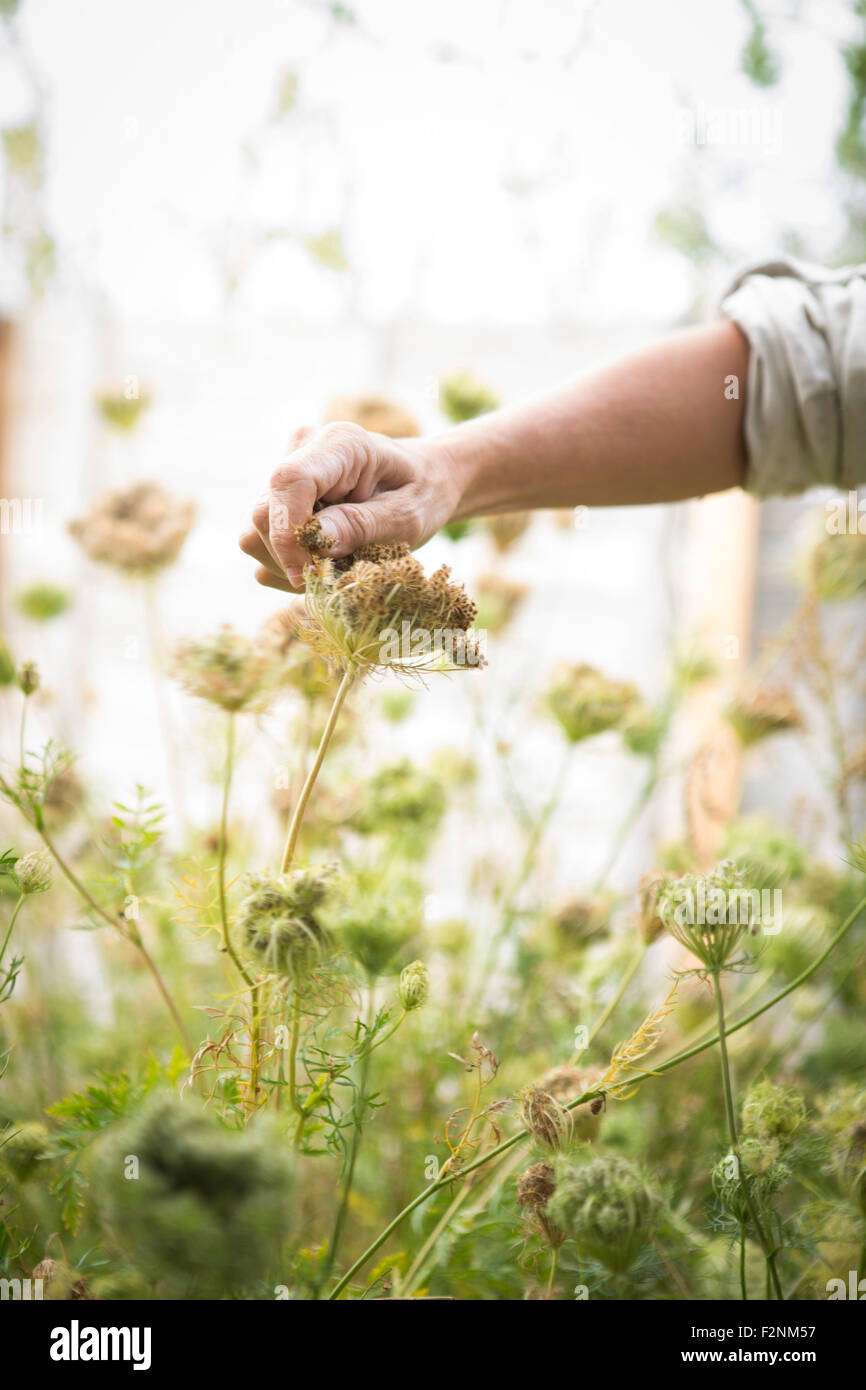 Caucasian woman harvesting flower seeds in garden Stock Photo