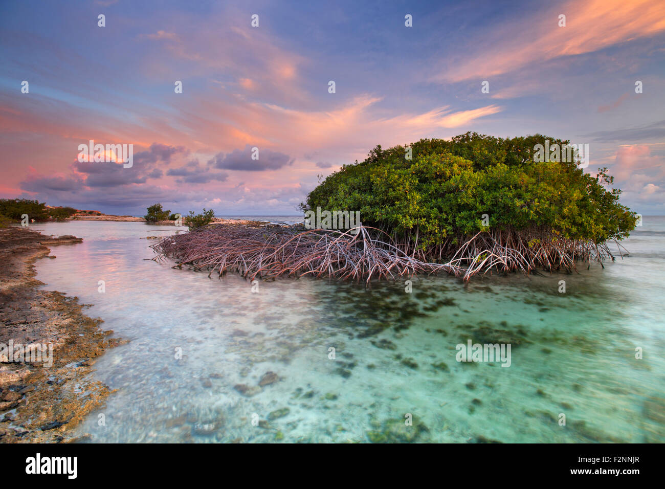 Mangrove trees in a tropical lagoon on the island of Curaçao, Netherlands Antilles. Photographed at sunset. Stock Photo
