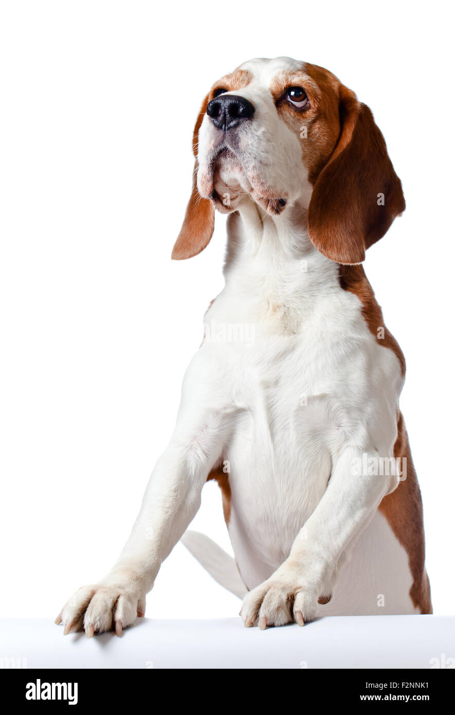 cute beagle isolated on a white background Stock Photo - Alamy