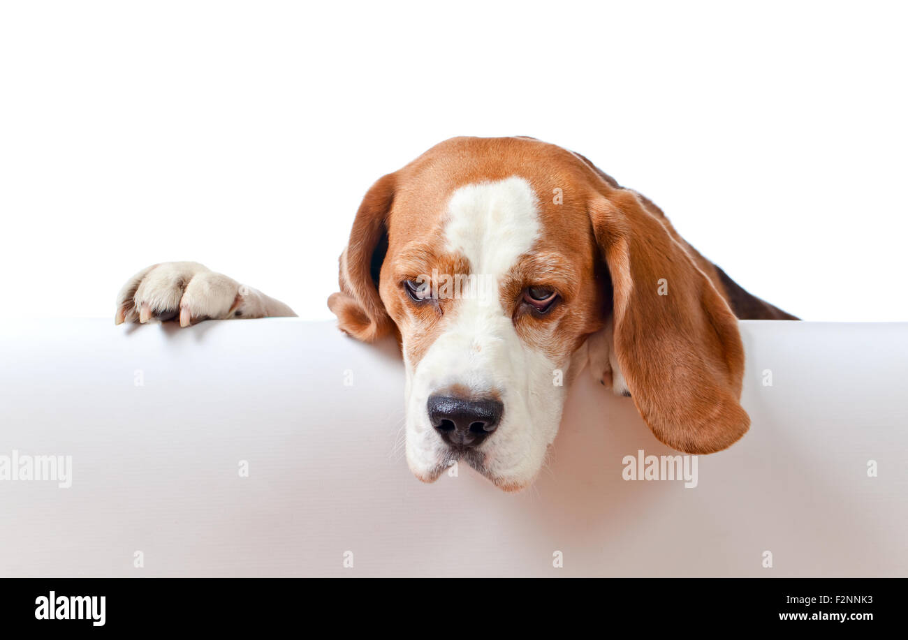 cute beagle isolated on a white background Stock Photo - Alamy