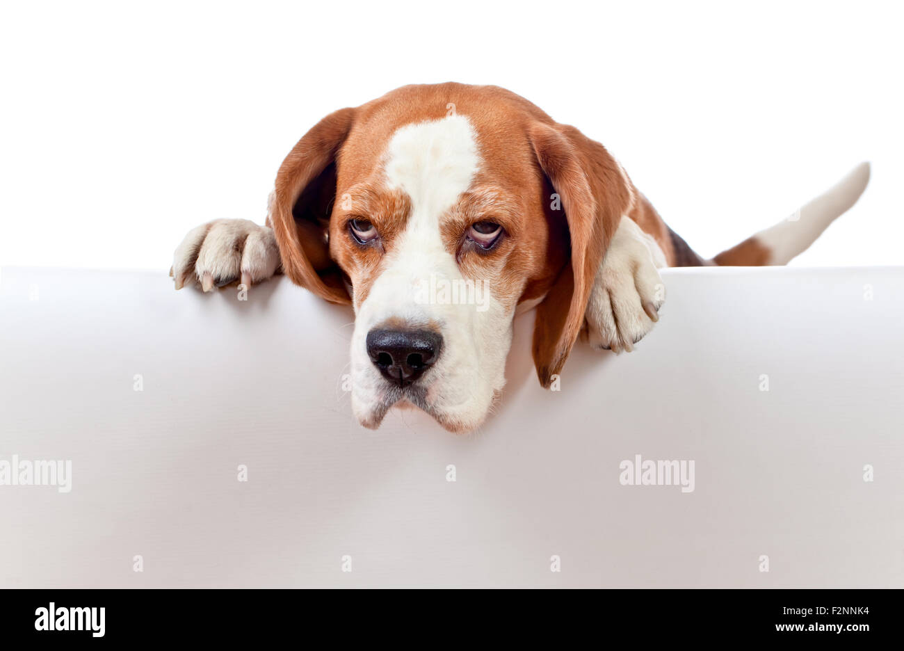 cute beagle isolated on a white background Stock Photo - Alamy