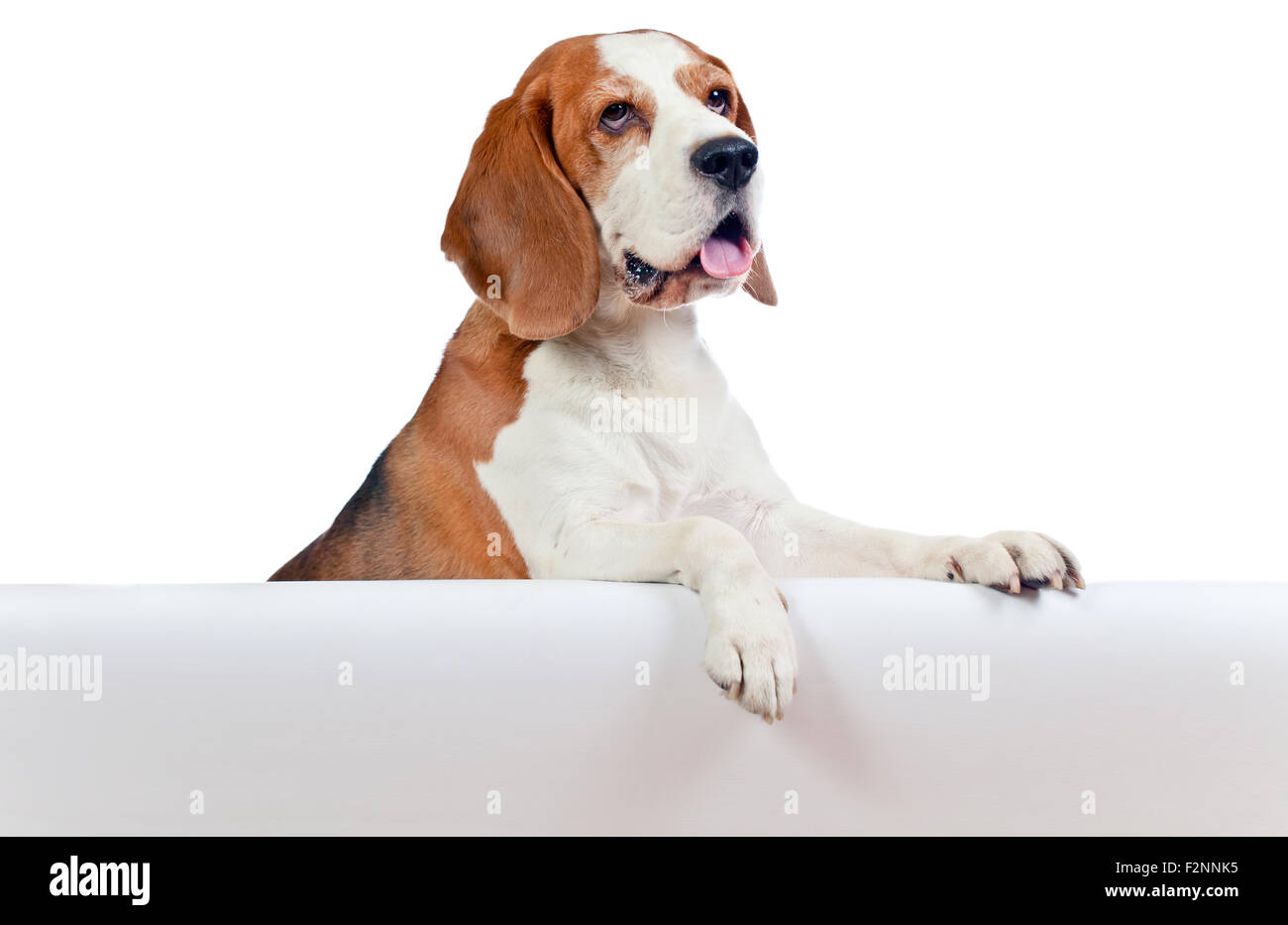 cute beagle isolated on a white background Stock Photo - Alamy