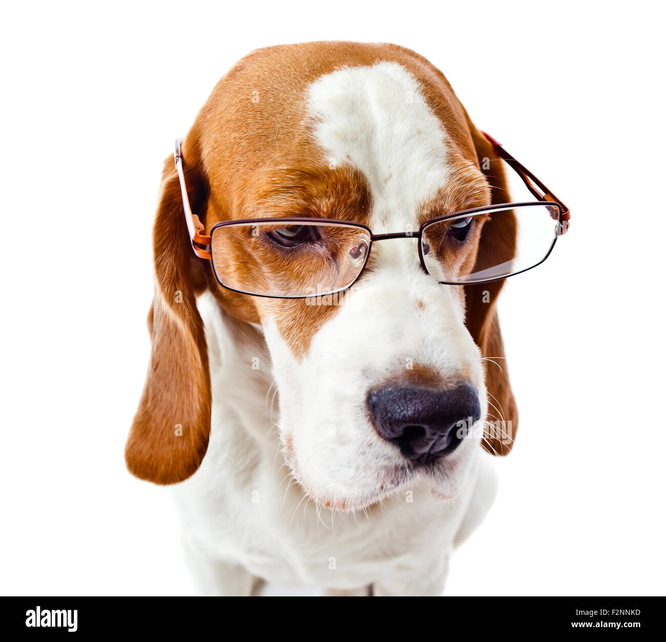 Cute dog in glasses on hi-res stock photography and images - Alamy
