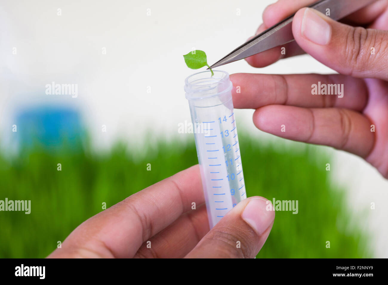 Mixed race scientist dropping leaf in test tube Stock Photo