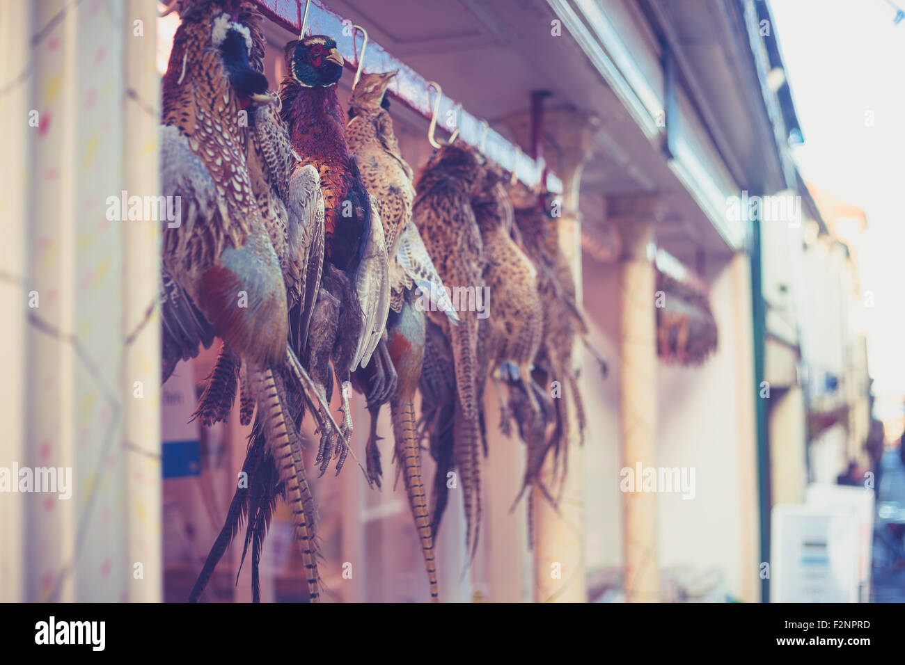 Pheasants hanging outside butcher's shop Stock Photo