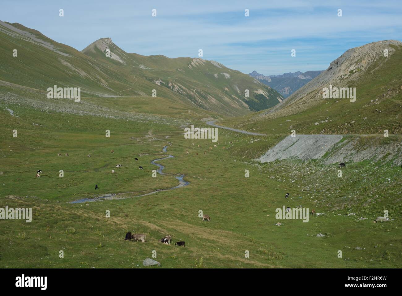 Cattle grazing on Albulapasse, Switzerland Stock Photo