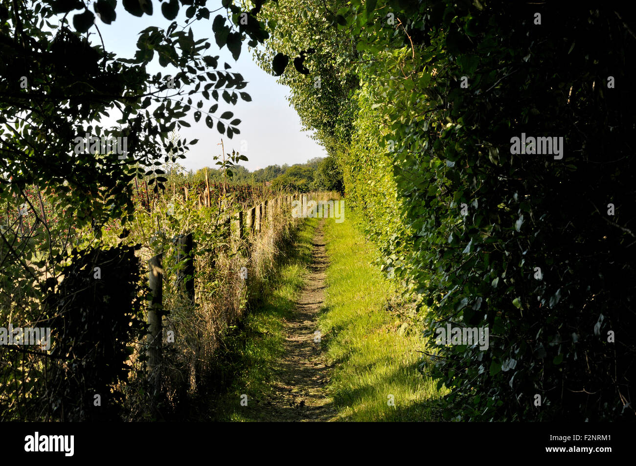 Boughton Monchelsea village, Maidstone, Kent, UK. Public footpath between a large hedge and an orchard Stock Photo