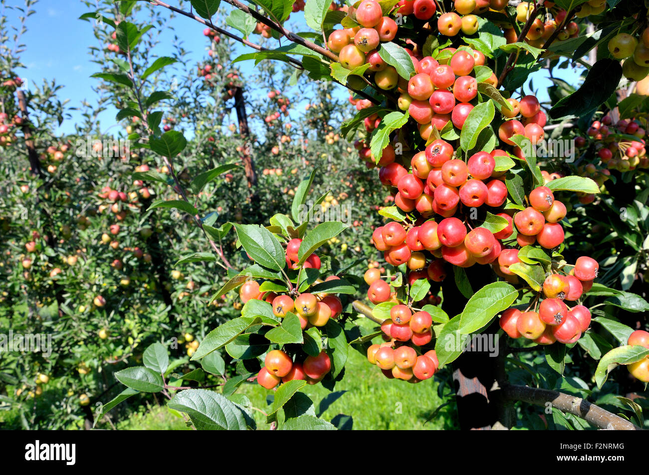 Boughton Monchelsea village, Maidstone, Kent, UK. Commercial apple