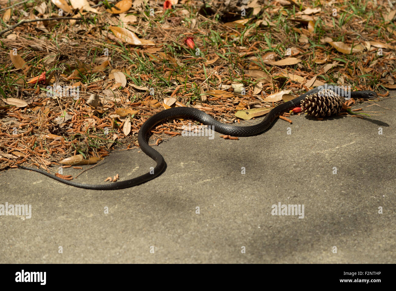 Snake thing hi-res stock photography and images - Page 2 - Alamy