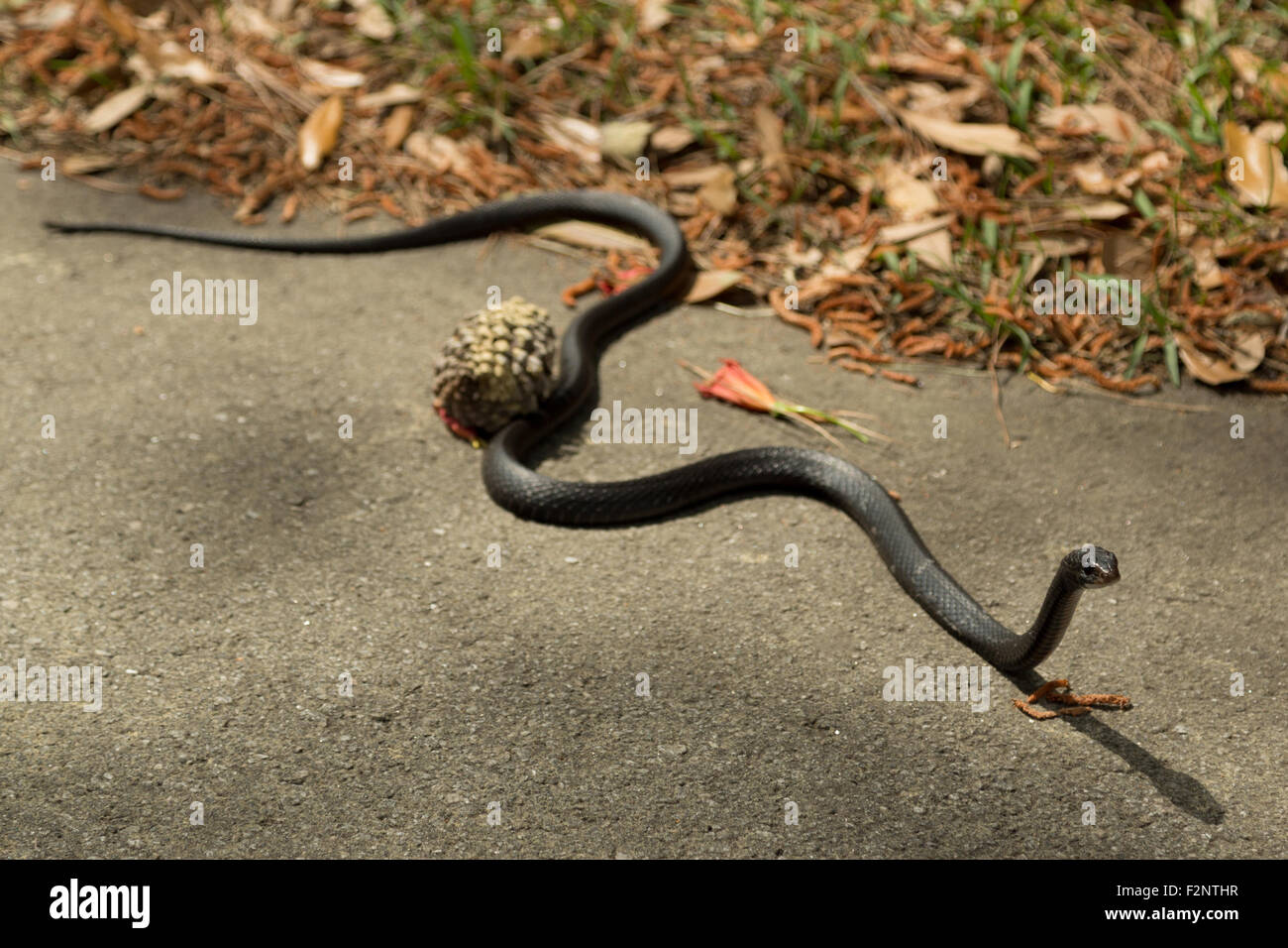 Animals that slither hi-res stock photography and images - Alamy