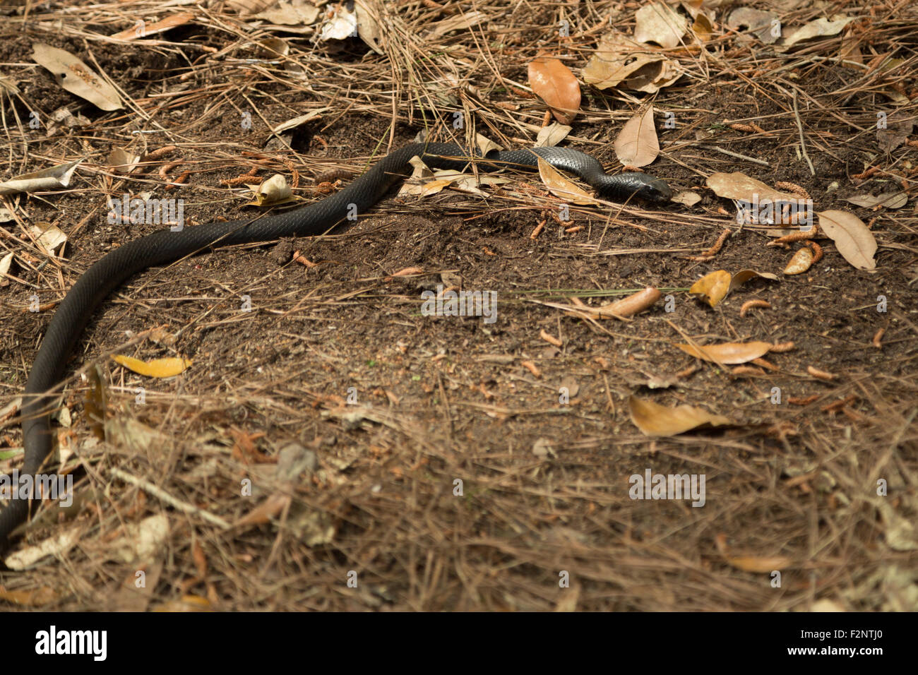 A photograph of black coachwhip snake, which was spotted near Savannah in Georgia, USA. Stock Photo