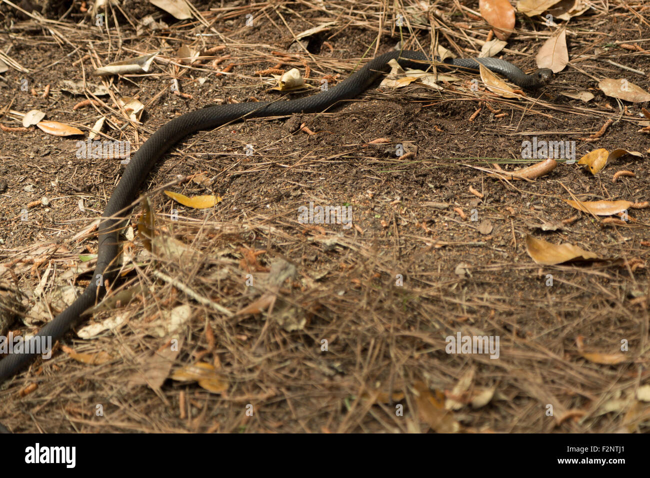 A photograph of black coachwhip snake, which was spotted near Savannah in Georgia, USA. Stock Photo